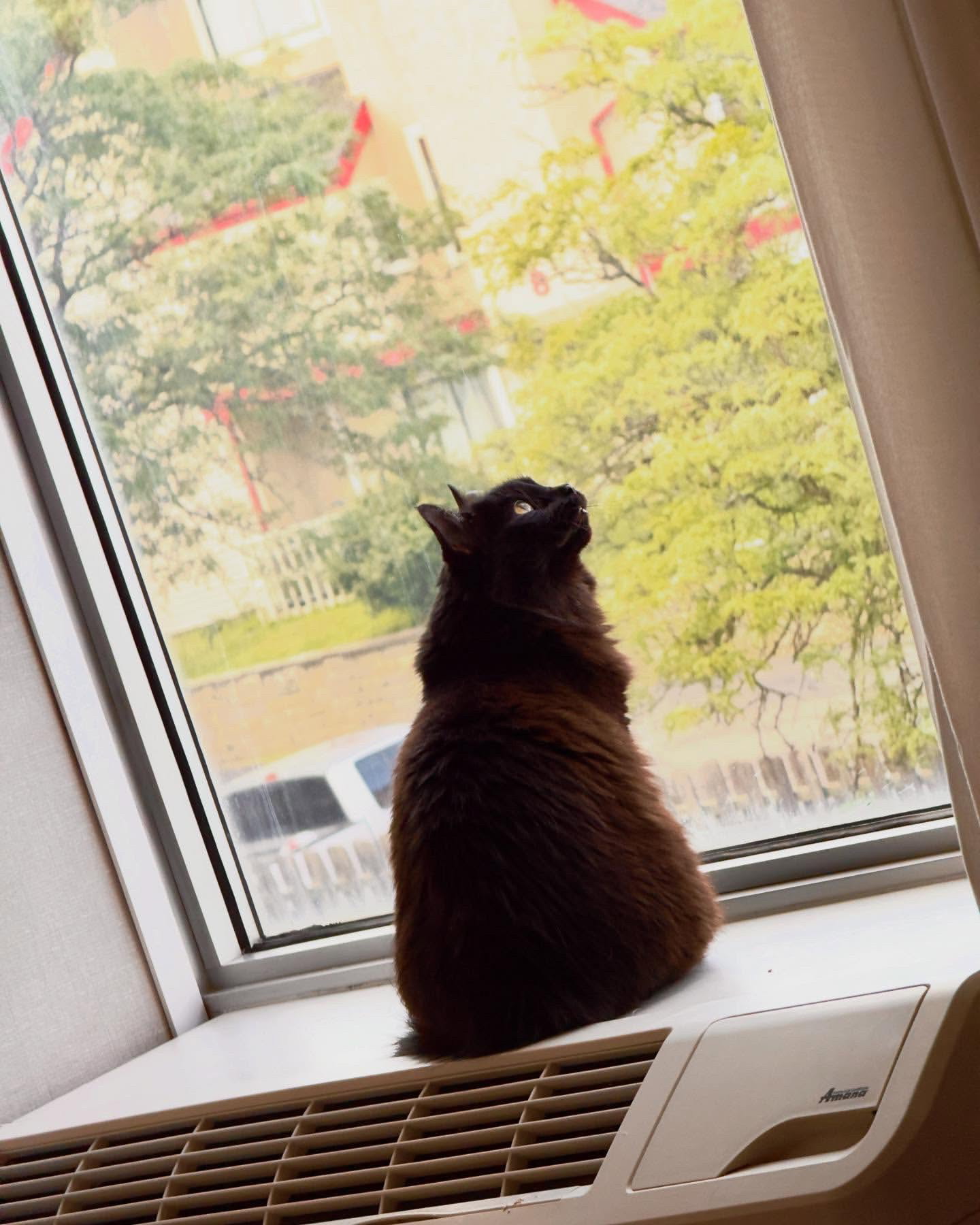 A beautiful, floofy black cat sitting in a window looking up and to the right, having a comfortable time.
